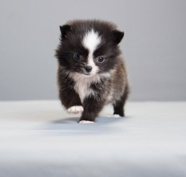 Milo
