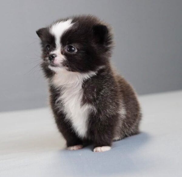 Milo