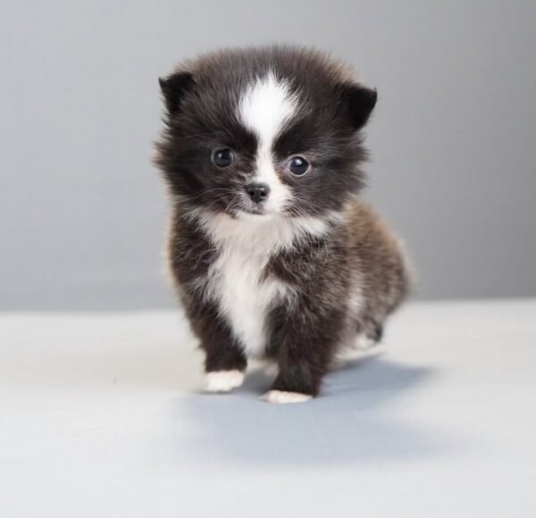 Milo