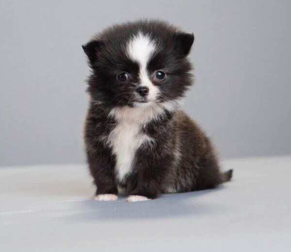 Milo