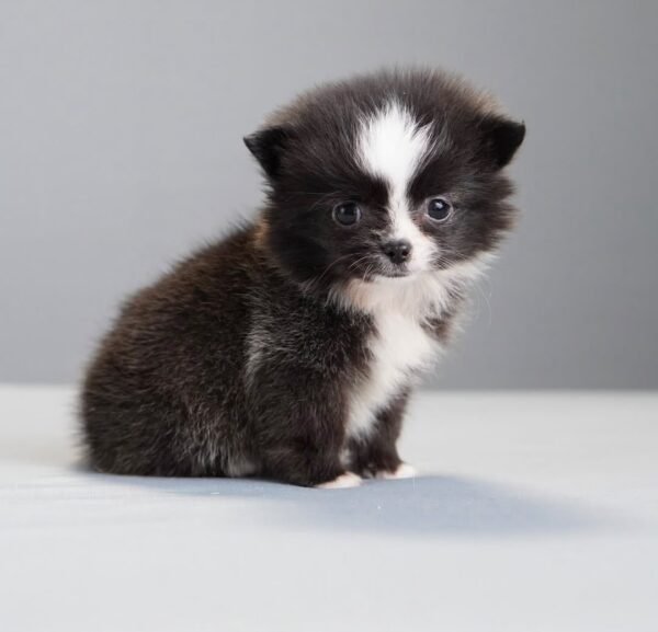 Milo