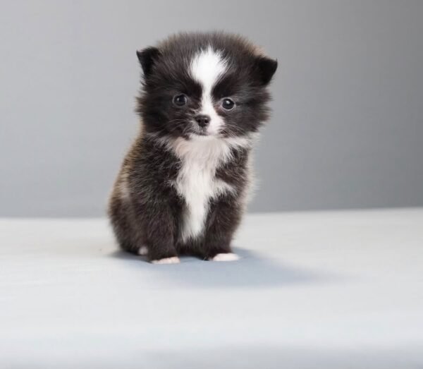 Milo