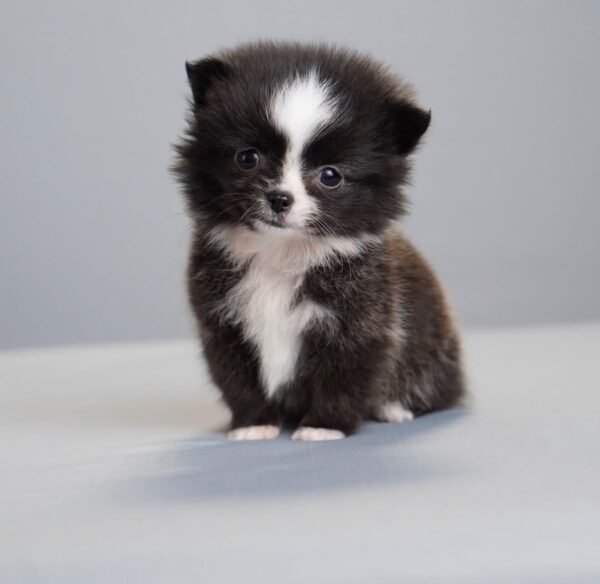 Milo