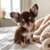 Buddy