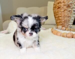 Chico