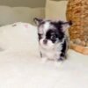 Chico (4) Chico