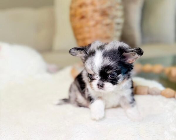 Chico (7) Chico