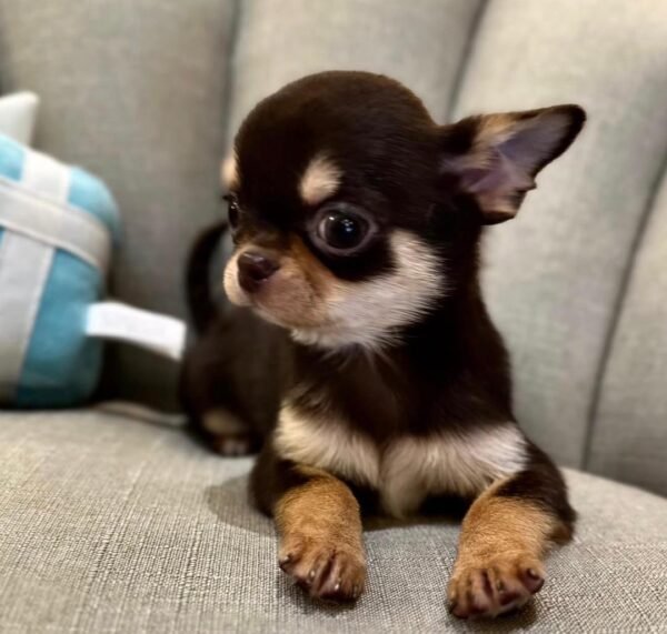 Daisy (3) Daisy