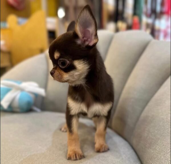 Daisy (4) Daisy