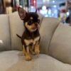 Daisy (5) connecticut chihuahua breeders