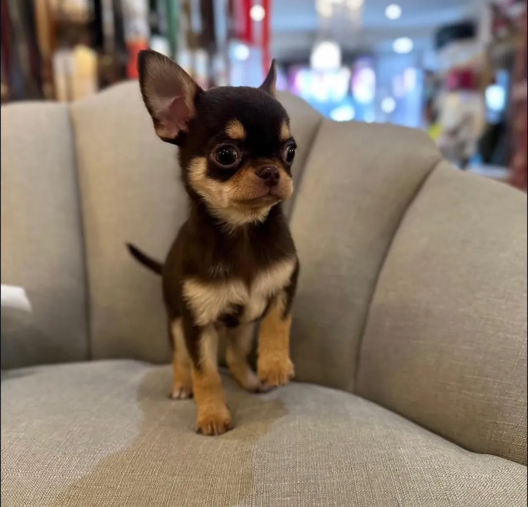 connecticut chihuahua breeders