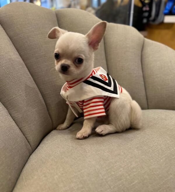 Luna (4) Luna