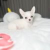 MICKEY (1) Mickey