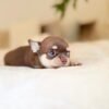 Rocky (2) Rocky