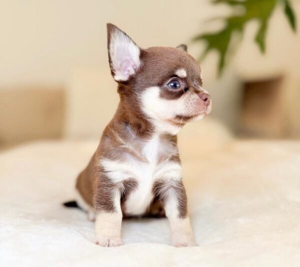 Rocky (4) Rocky
