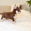 Rocky (6) Rocky