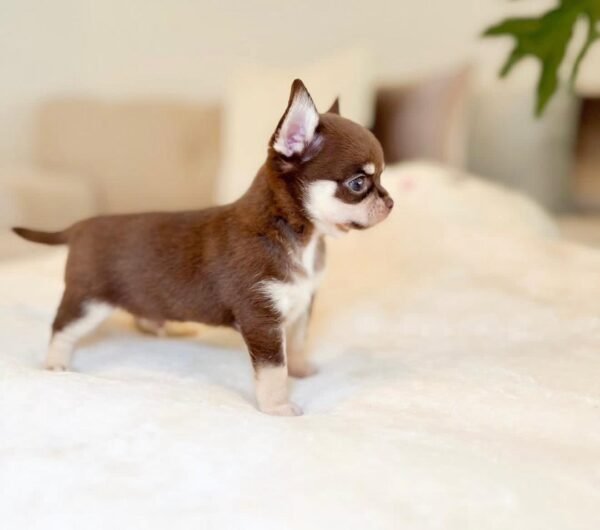 Rocky (6) Rocky