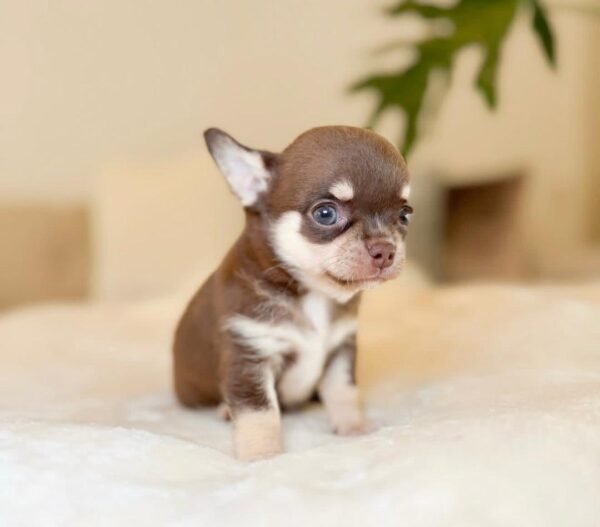 Rocky (7) Rocky