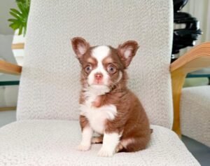 Teddy