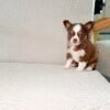 Teddy (5) Teddy