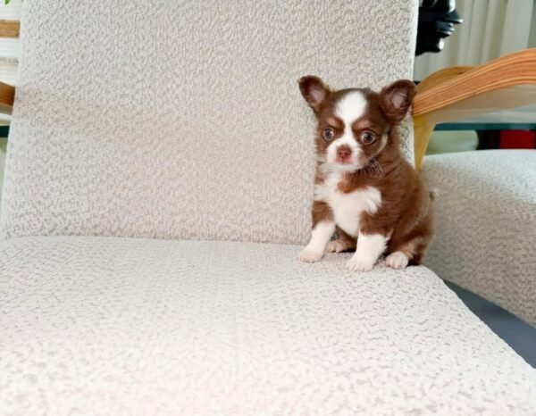 Teddy (5) Teddy