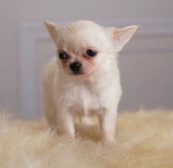 Trixie (1) Trixie