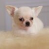 Trixie (4) Trixie