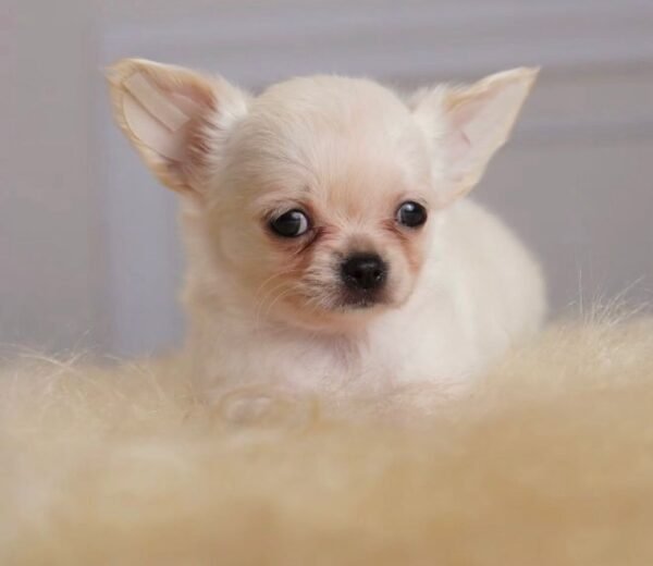 Trixie (4) Trixie