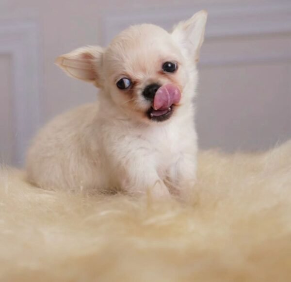 Trixie (5) Trixie