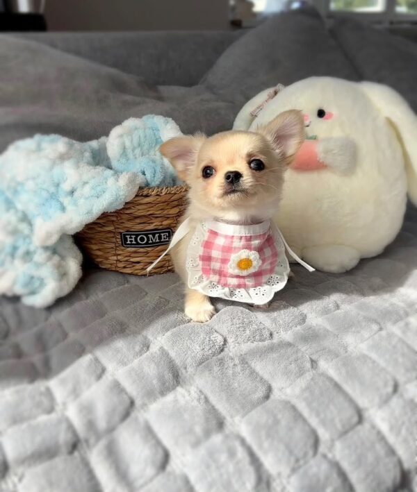 Zoey