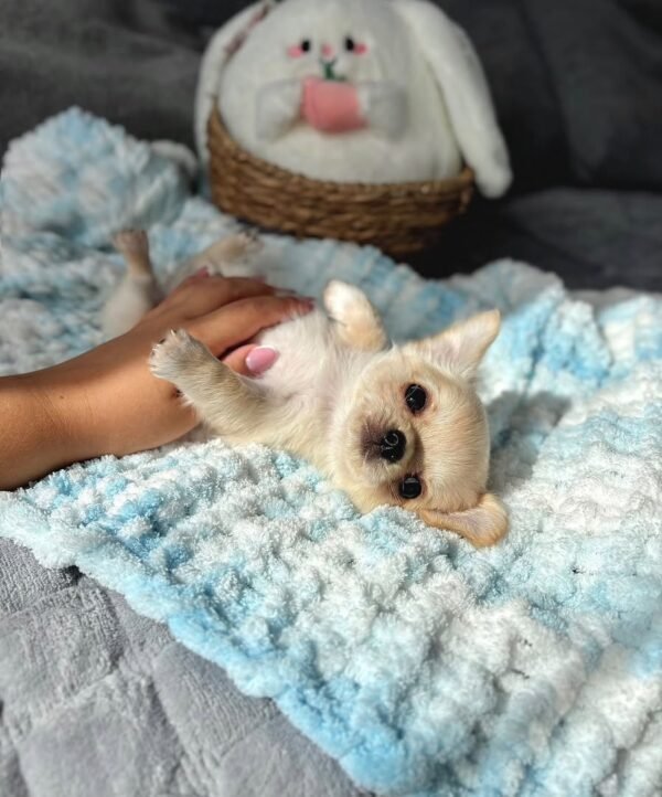 Zoey