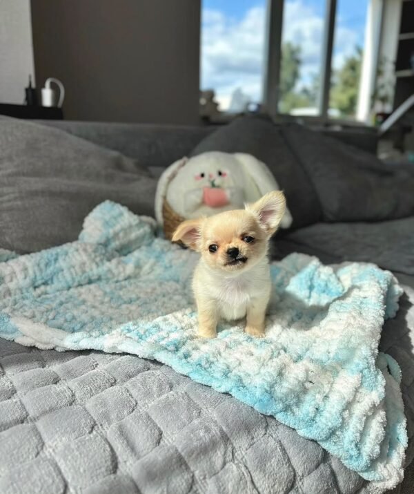 Zoey