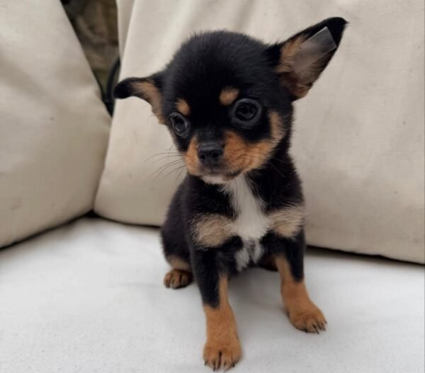 bella (1) Bella