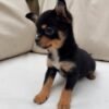 bella (2) Bella