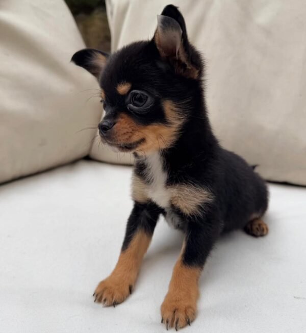 bella (2) Bella