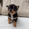 bella (3) Bella