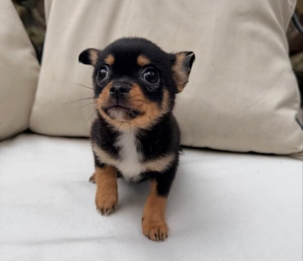 bella (3) Bella