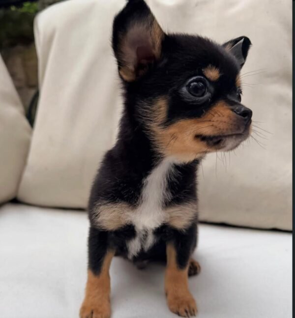 bella (4) Bella