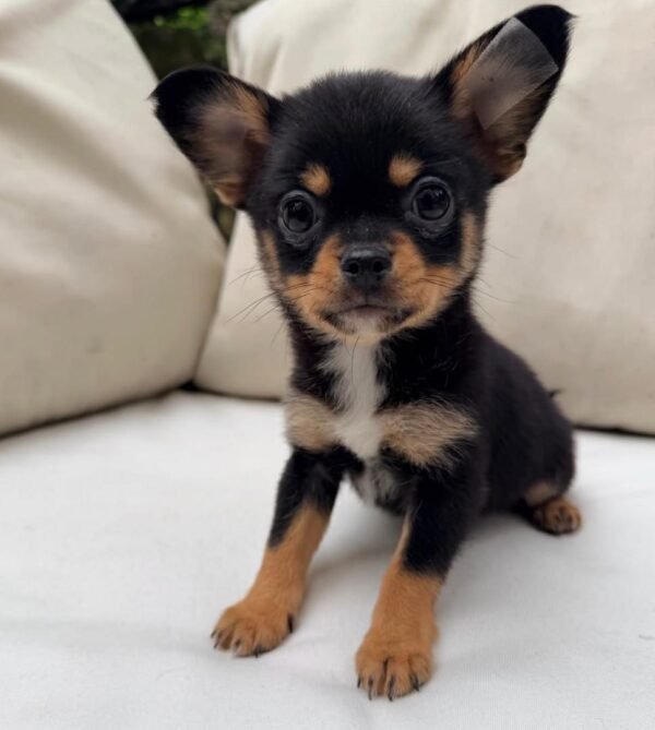 bella (5) Bella