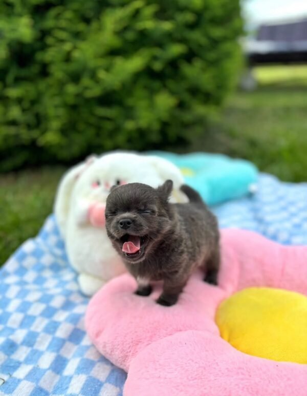 bonnie (5) Bonnie