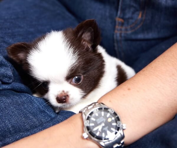 Charlie