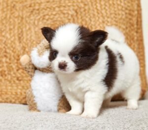 Charlie