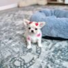 chloe (2) Chloe