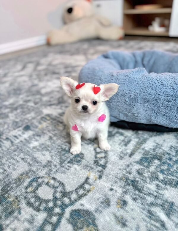 chloe (2) Chloe