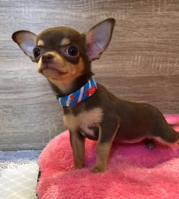Coco