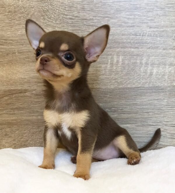 Coco