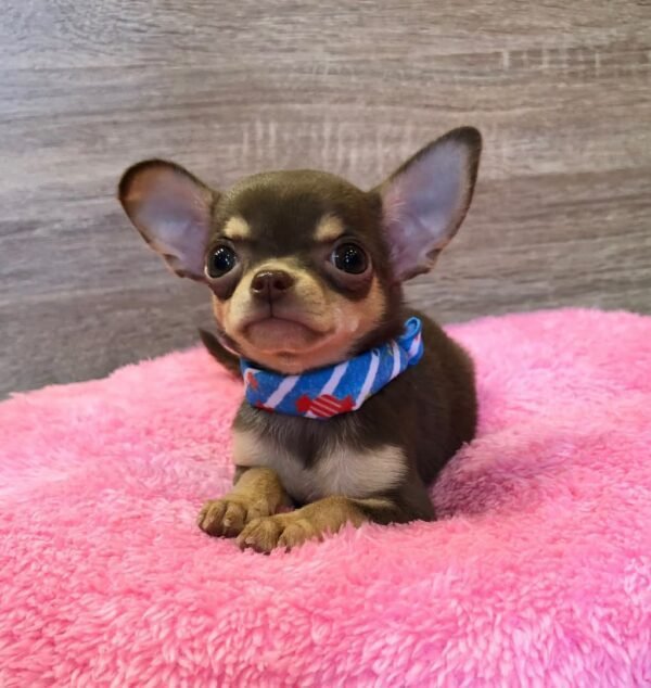 Coco