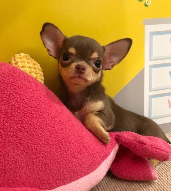 Coco