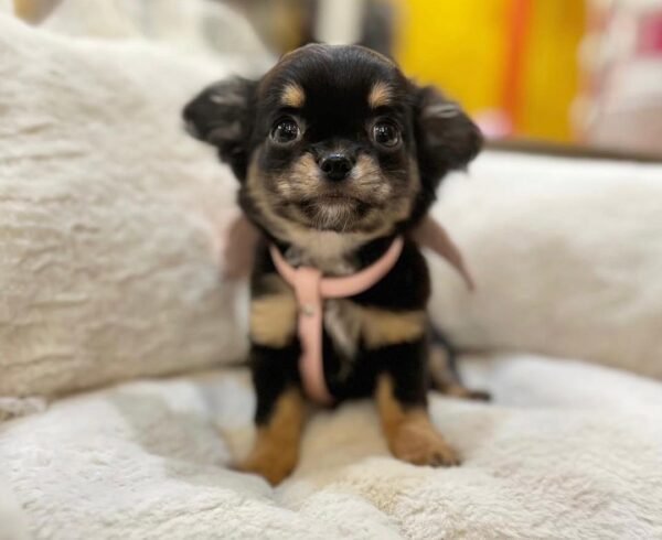 ivy (3) Ivy