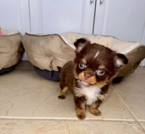 m3 Milo